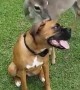 Deer Bounces and Frolics With Boxer Buddies