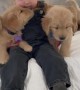 Little girl and her puppies are the cutest thing you\'ll see today