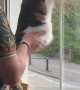 Woman records her boyfriend being the ultimate cat dad 