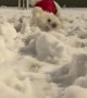 Happy dog enthusiastically plays in the snow