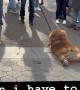 Stubborn pup completely gives up on walk