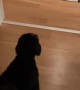 Adorable puppy hilariously barks at Santa Claus toy 