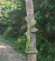 Red-Tailed Racer Snake Climbs Tree to Safety