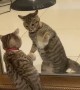 Curious Kitten Discovers Reflection