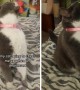 Cat does his best to cheer up depressed owner