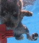 Dog dives underwater to fetch her toy