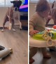 Dog tries to persuade baby to play fetch with him