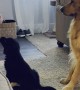 Parent Helps Puppy Learn New Trick