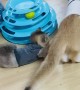 Kitten's Claw Gets Caught on Cat's Sweater