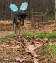 Doggy Wearing Wings Plays With Water
