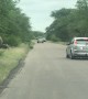 Baby Elephant Forces Car to Back Away
