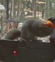 Hungry Squirrel Tries to Snack on Snowman's Nose