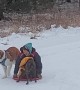 Not That Kind of Dog Sledding