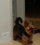 Cute Angry Yorkie Kicks Door