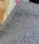 Cat Loves to Lick Blanket