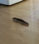 Lizard Loses Traction While Running on Slippery Floor