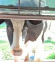 Curious Cow Peeks Through Window