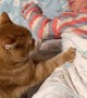 Kitty Massages Sleepy Child