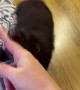 Pet Mink Obsessed with Finger