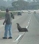 Sea Lion Gets Escorted Across San Diego Freeway