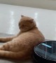 Cat Refuses to Move for Roomba