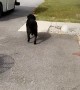 Dog LOVES Postal Worker