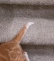 Kitty’s Sideways Stair Slide