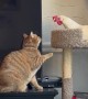 Cat and Chicken Have a Tense Stare Down