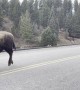 Herd of Bison Gallop Across Bridge