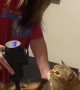 Cat Receives the Purrfect Backrub