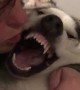 Husky Kisses
