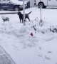 Labrador Loves the Snow Blower