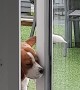 Beagle Opens Door by Himself