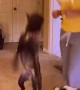 Dog's Over Excited Dance Routine With Bite