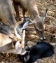 Deer Surround and Lick Cat