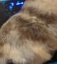 Fluffy Feline Enjoys a Ride on Vibration Plate