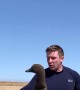 Fake Drone Duck Leader for Hunting