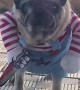 Pug in Spooky Costume Stares