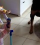 Adorable Duet by Kid and Dog