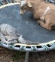 Goat Lays Next to Cat on Trampoline for a Nap