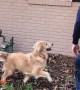 Rescuing Dog's Toy From the Roof