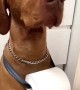 Helpful pup acts as personal toilet paper holder