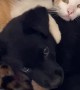 Puppy Snuggles with Kittens