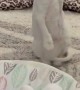 Persian Cat Sits Up On Hind Legs