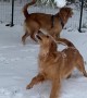 Dog Grabs Branches and Makes Snow Fall on Her
