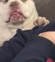 Braxton the Bulldog is very Expressive