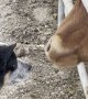 Puppy Latches onto Licking Steers Tongue
