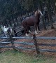 Feuding Horses Send Fence Post Flying