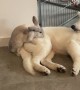 Bunny Tries to Show Pup Who's Boss