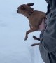 Measuring Snow Depth with Little Dog